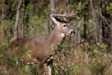 The Ethics of Deer Hunting