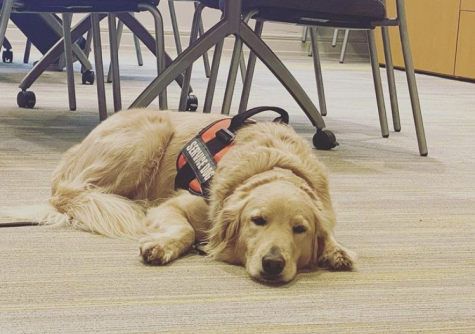Colt the Service Dog is available Tuesdays and Thursdays in Mrs. Gershons office in the counseling center. Colt is the service dog for Sam Humphreys, 21.