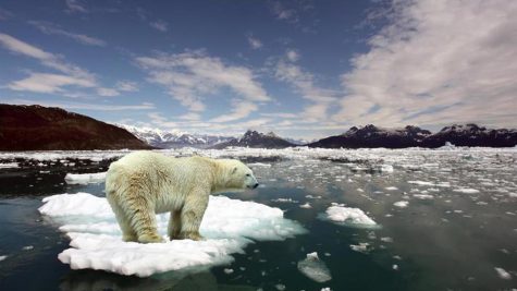 A polar bear stands on a melting ice cap, one of the effects of climate change.